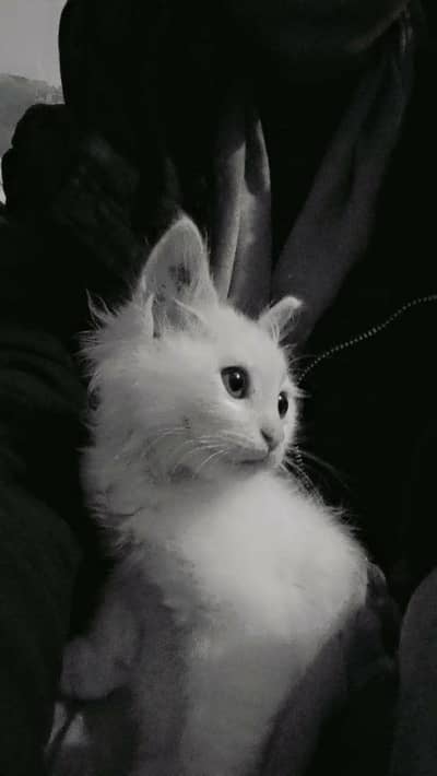 Mix Breed Female Kitten