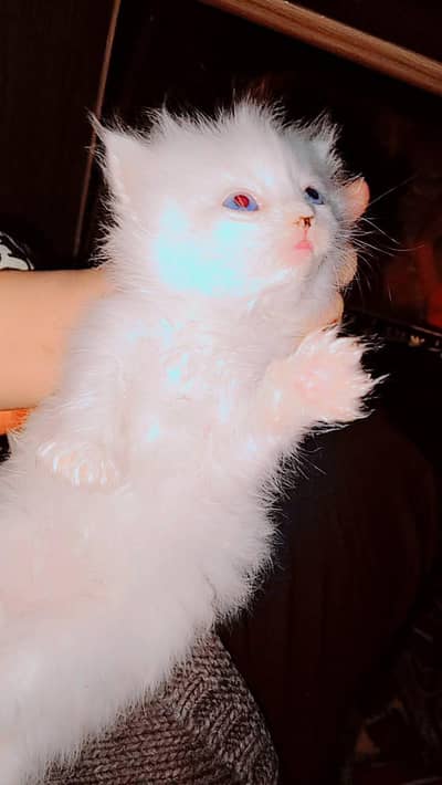 Two white Persian kittens