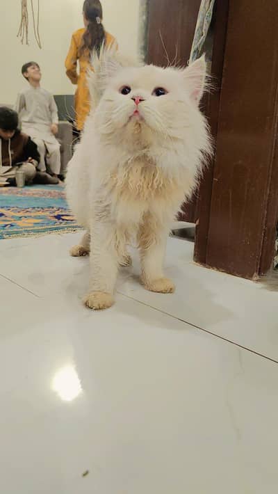 Persian cat