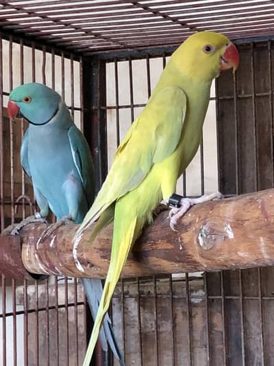 buttercup to blue torqueies