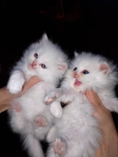 Triple coated Persian kittens for urgent sale