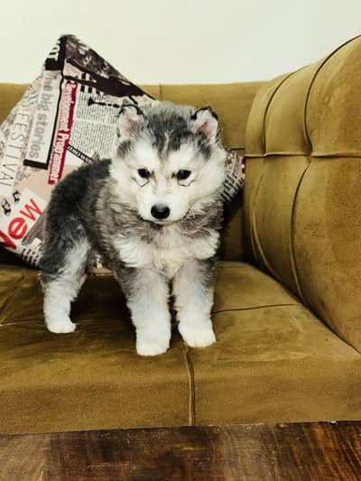 Husky Puppies Extreme Long Coat