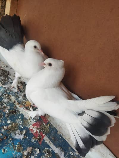 black tail patthay pair