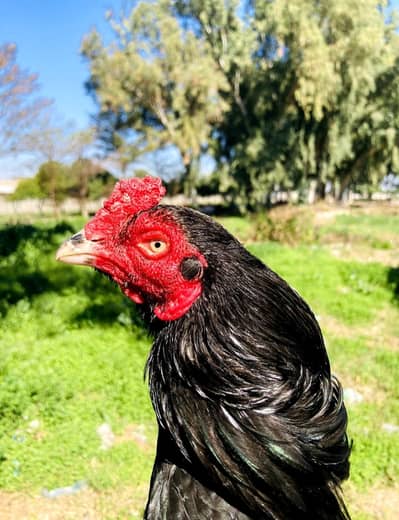 WhatsApp 03191604607