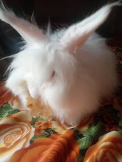 English angora fancy rabbit fully breader pair red eye