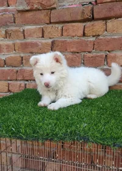 Russian Puppy dog for sale