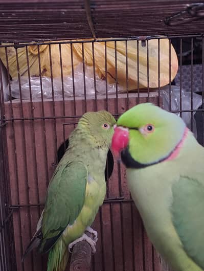amarcian birds parrot