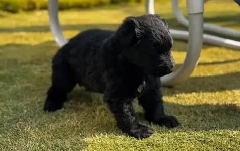 German shepherd puppy for sale