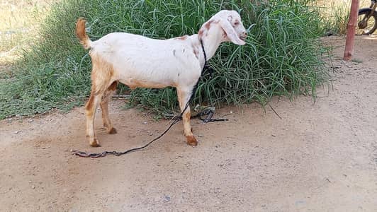 urgent sale 7 months  male