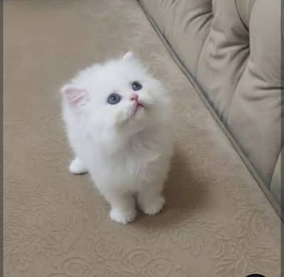 Beautiful Persian Kittens Available – Home Raised