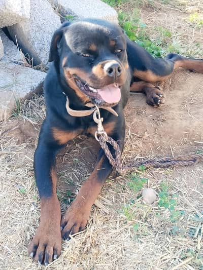 rotweiler dog for sale