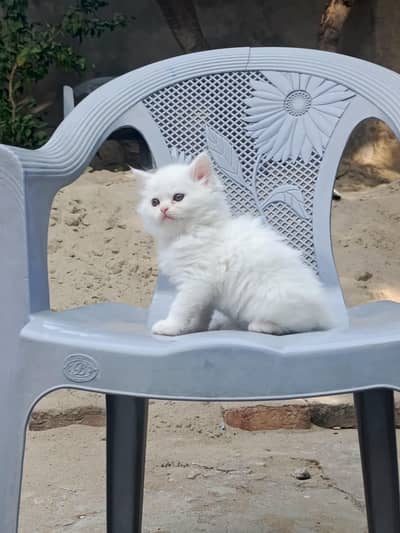 Persian kitten female / fully white.