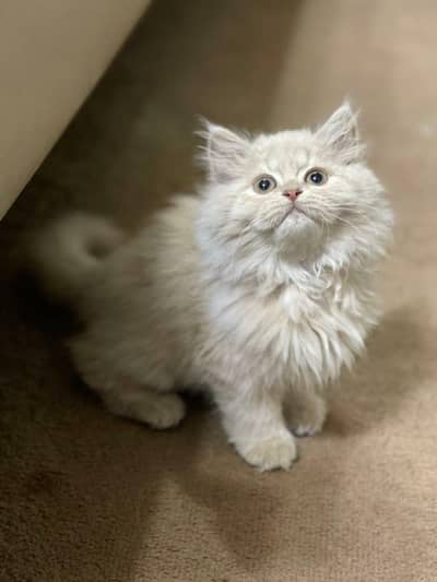 Persian Kittens | litter Trained | Doll Face | Punch Face | Ava