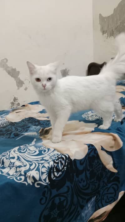 Persian cat