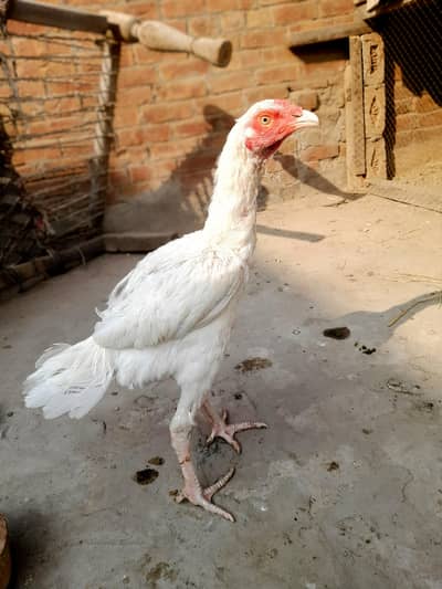 Heera male[0306-14-88-325]