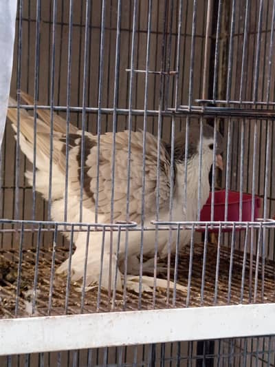 imported bloodline Lahoree