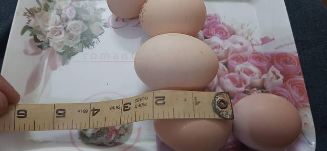 pure desi eggs_Fresh desi eggs_organic desi eggs_wholesale&retail