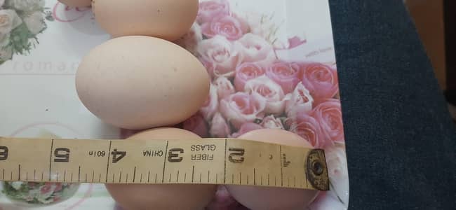 pure desi eggs_Fresh desi eggs_organic desi eggs_wholesale&retail