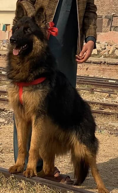 German shepherd proper coat full security guard male age 8 for sale