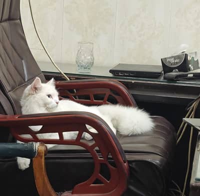 cat for sale white colour,blue eyes