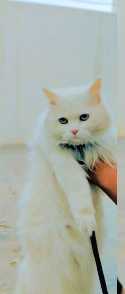 Pure Persian Cat