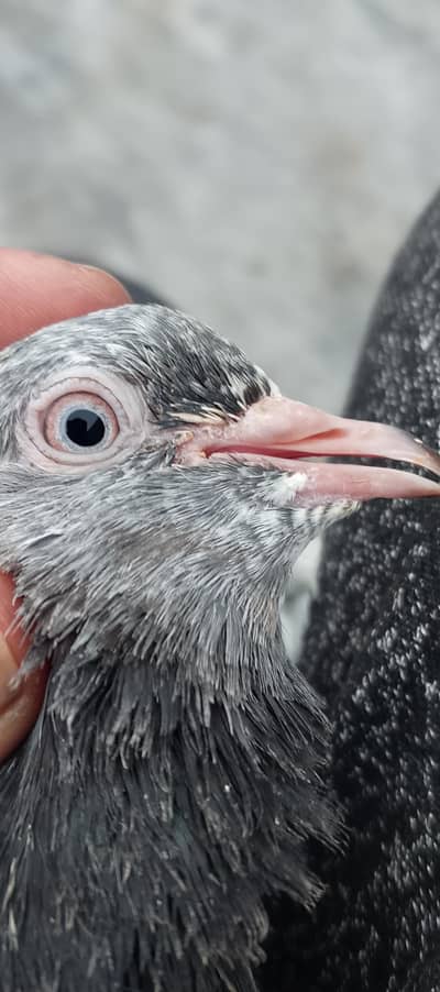 high fligh female for sale