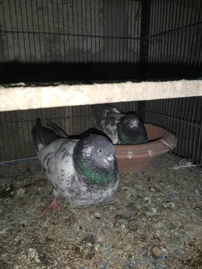 Mix pigen ke phattay