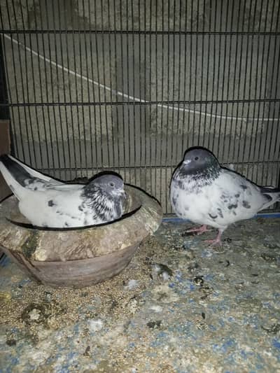 Mix pigen ke phattay