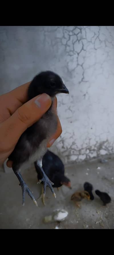 Black dragon chicks