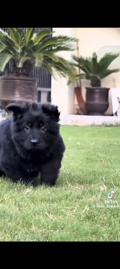 top quality male black german