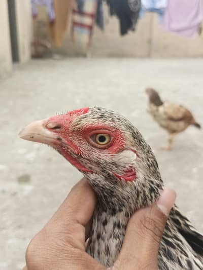 Pure Aseel murgiya aur Pathay Urgent for sale