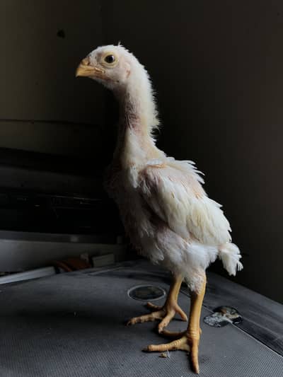 Premium quality oh shamo chicks Available