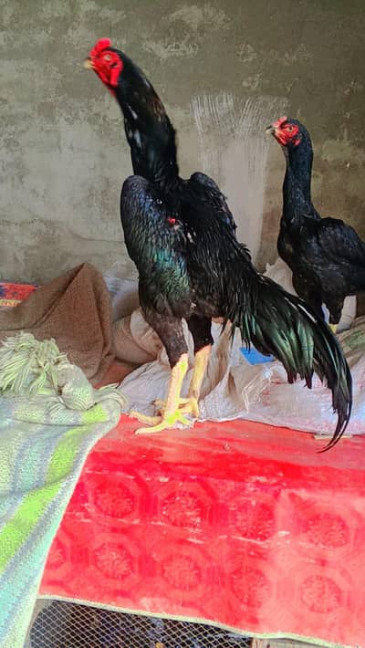 German Shamo Breeding Pair | Healthy & Strong