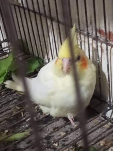 cocktail common white red eyes cheeks