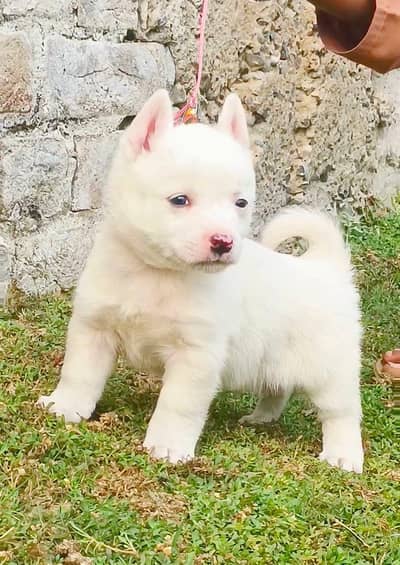 Russian puppy male age 2 month for sale