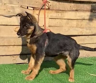 German shepherd female for sale available
