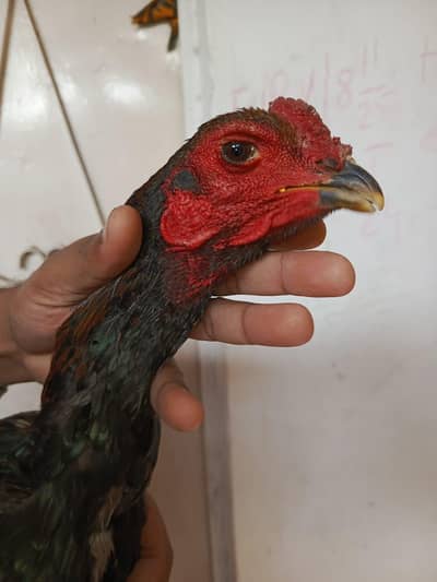 PANUS X PAKOY MALE & BANAT X TRAD FEMALE