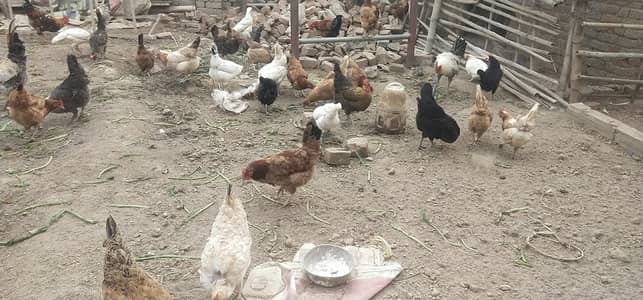 Andy deny wali murghian