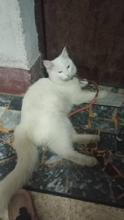 Male Persian Cat adult