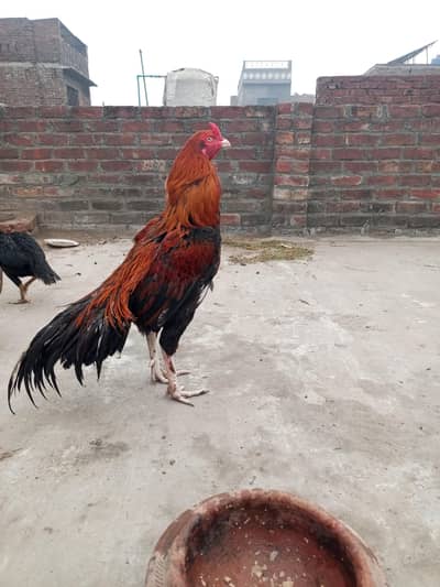 03271683833 healthy and active Bird 03271683833