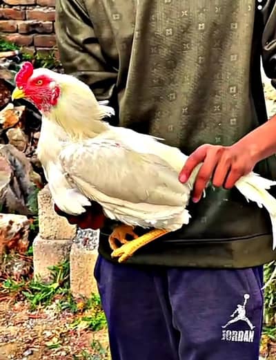 jis nh lana hn wo rabta kara