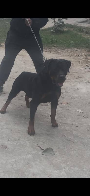 original German Rottweiler male