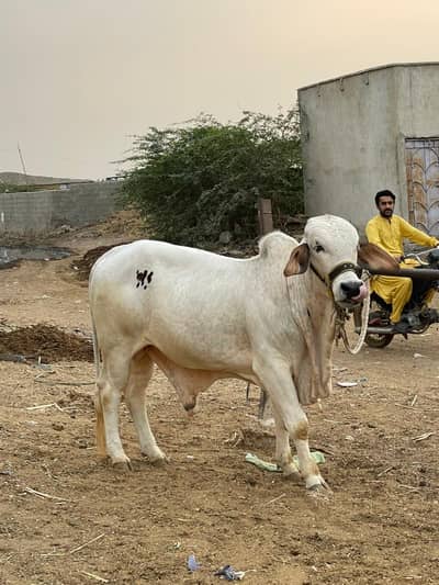 Bull 2026 bachra cow