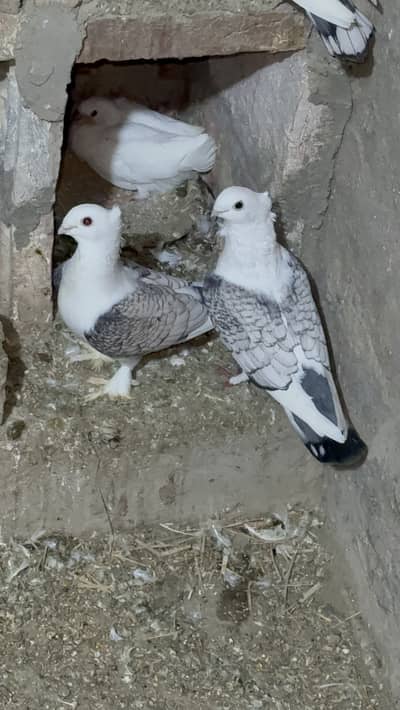 8 Month young breeder pair  of sentient