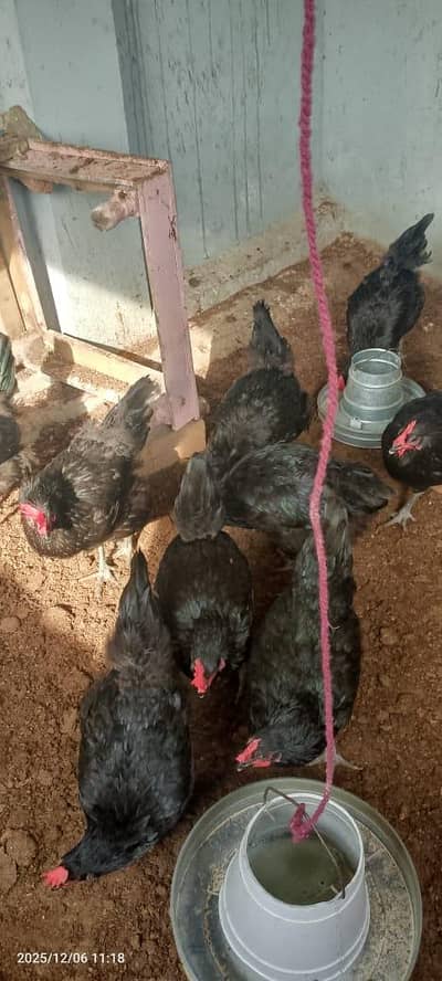 Roman black.       03454256268