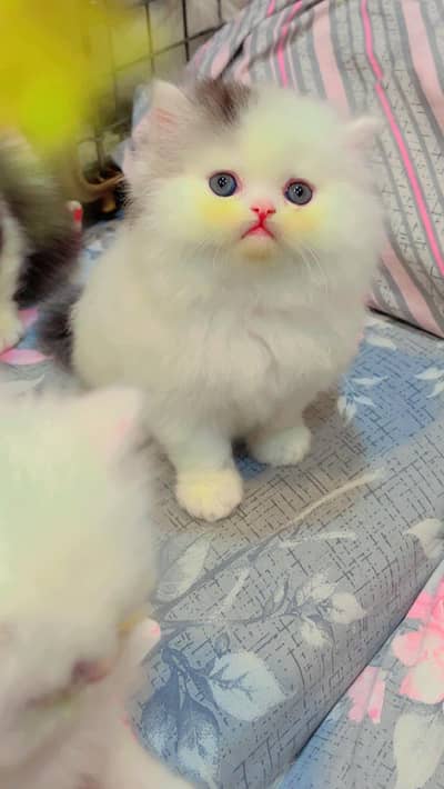 Persian Kitten | pike face kittens | triple coated | Punch face | Cat