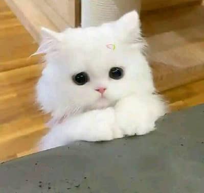 Persian female kitten for sale 0324-12-95-120 Whatsapp number