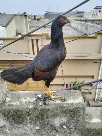 Aseel pathi for sale/exchange