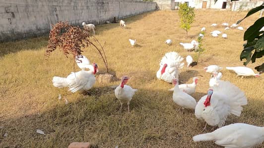 Royal White Holland Heritage Turkey Bird Eggs