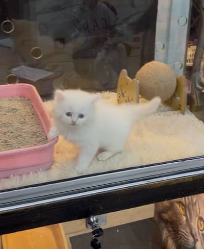 Persian fully trained kitten 50 days